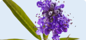Vitex Agnus Castus